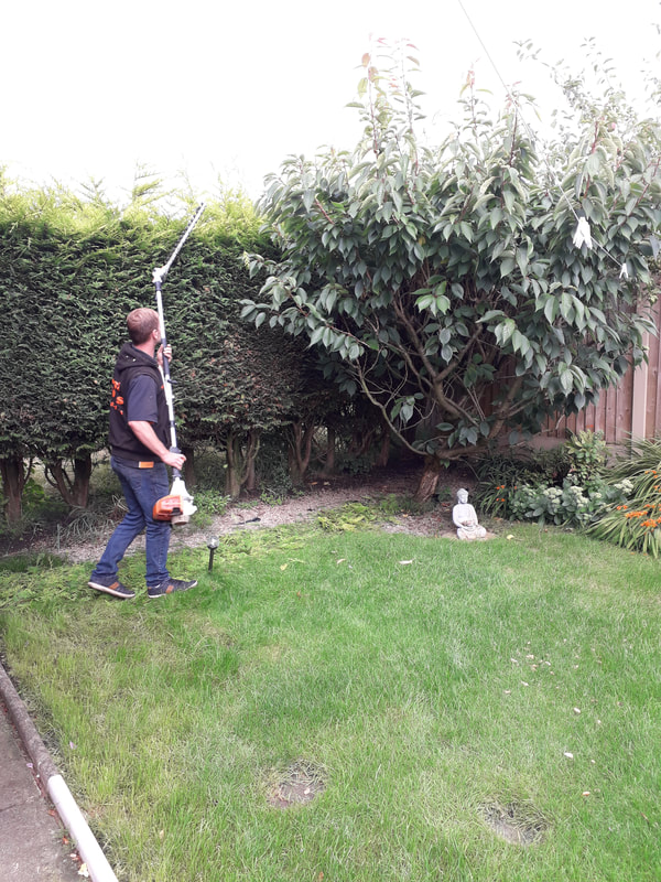 Hedge and Tree Reduction in Chorley