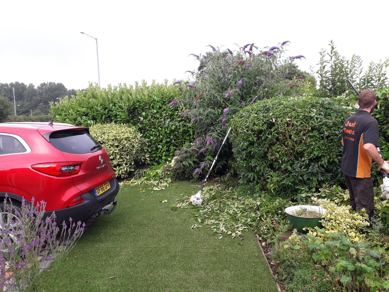 Hedge Reduced in Leyland
