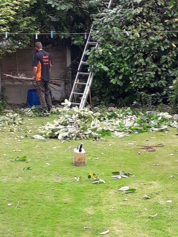 Hedge Reducing in Bury