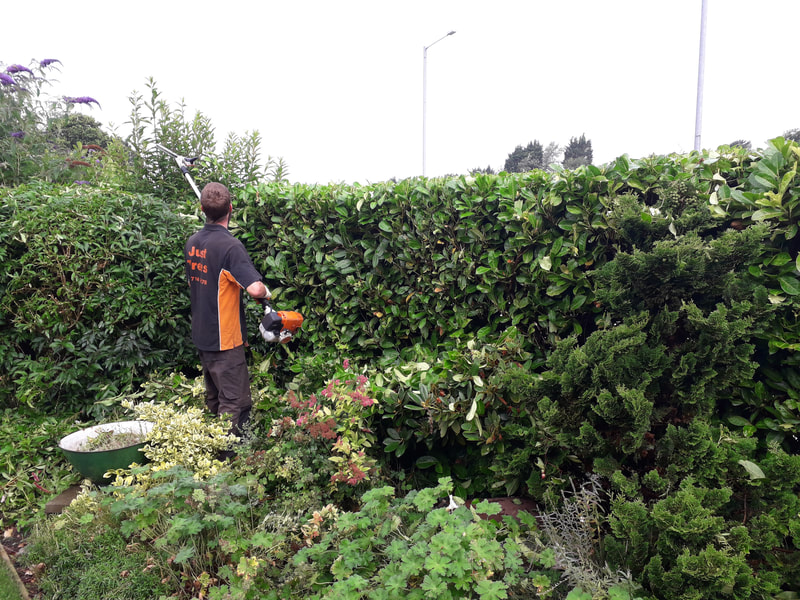 Hedge Reducing Leyland