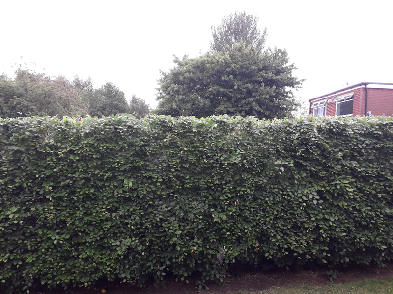 Hedge Reduction in Harwood Bolton