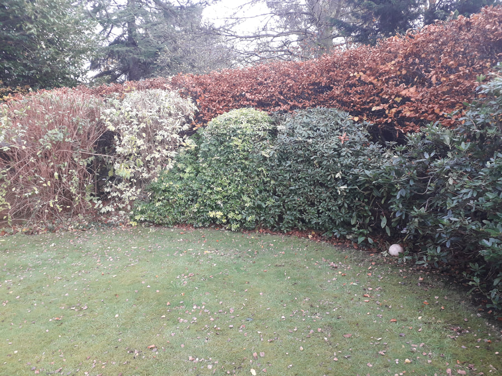 Hedge Trimming in Bolton