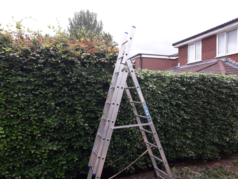 Large Beech Hedge Reduction in Harwood, Bolton