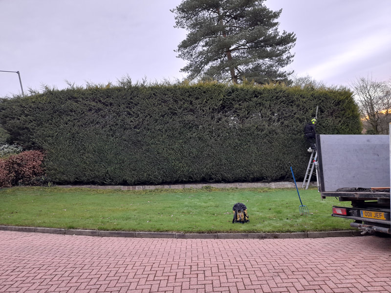 Large Conifer Hedge Trimming in Johnson Fold, Bolton