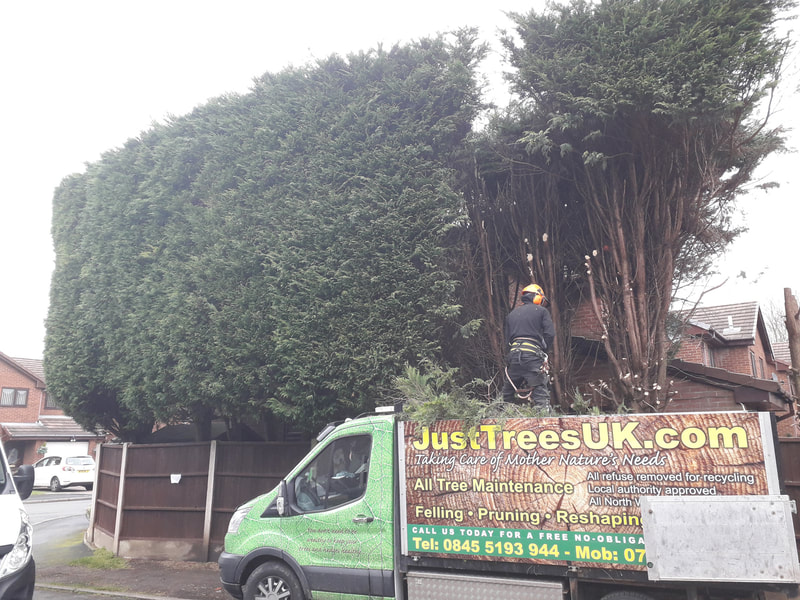 conifer hedge safely removed in Leigh