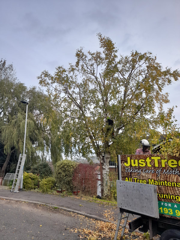Large Silver Birch Tree Reduction in Farnworth, Bolton