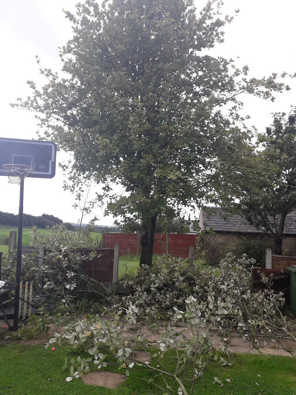 Large Tree Safely Felled in Brieghtmet, Bolton