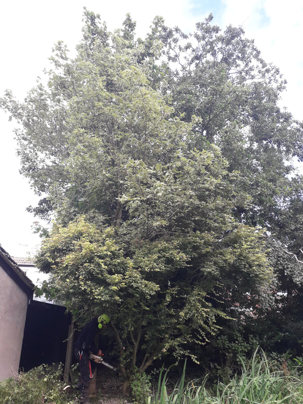 Large Trees Removed in Harwood, Bolton