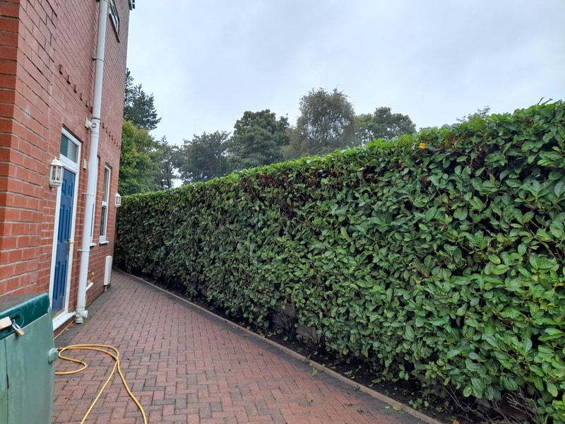 Laurel Hedge Maintenance in Bolton