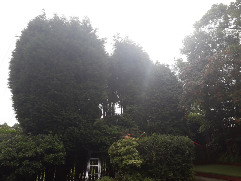 Over Grown Conifers Reduced in Accrington