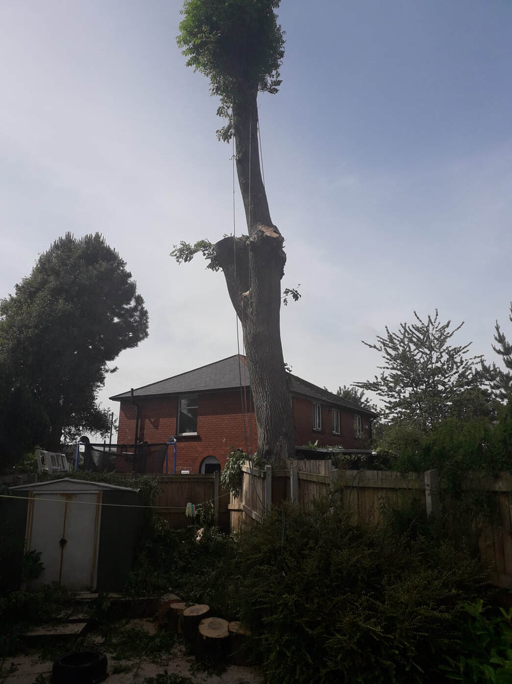 Large Ash Tree Removed in Tonge Moor, Bolton