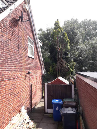 Large Conifer felled in Leigh