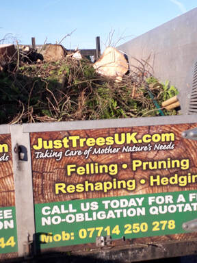 Large Conifer Removed in Bolton