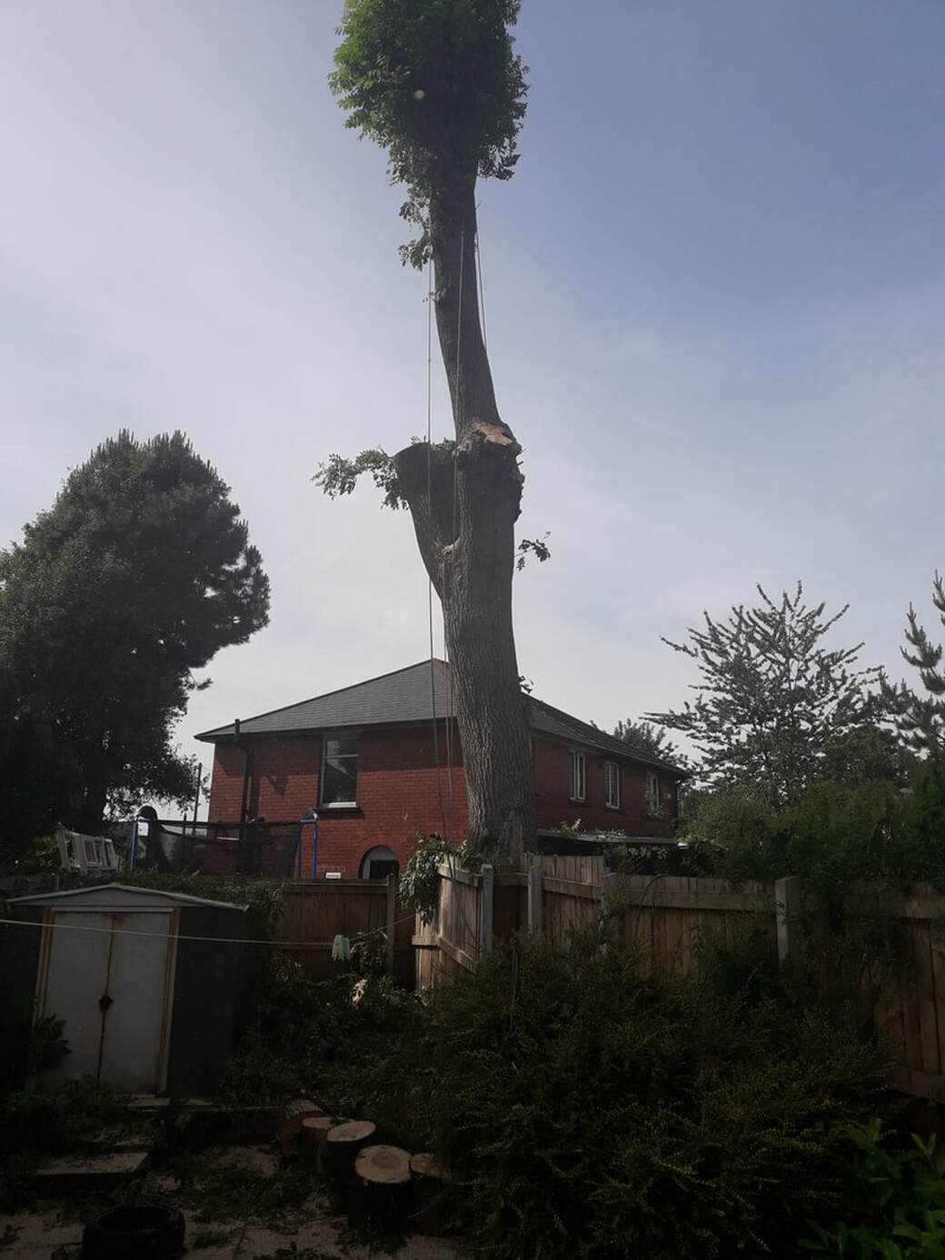 Large Tree Removed in Bolton