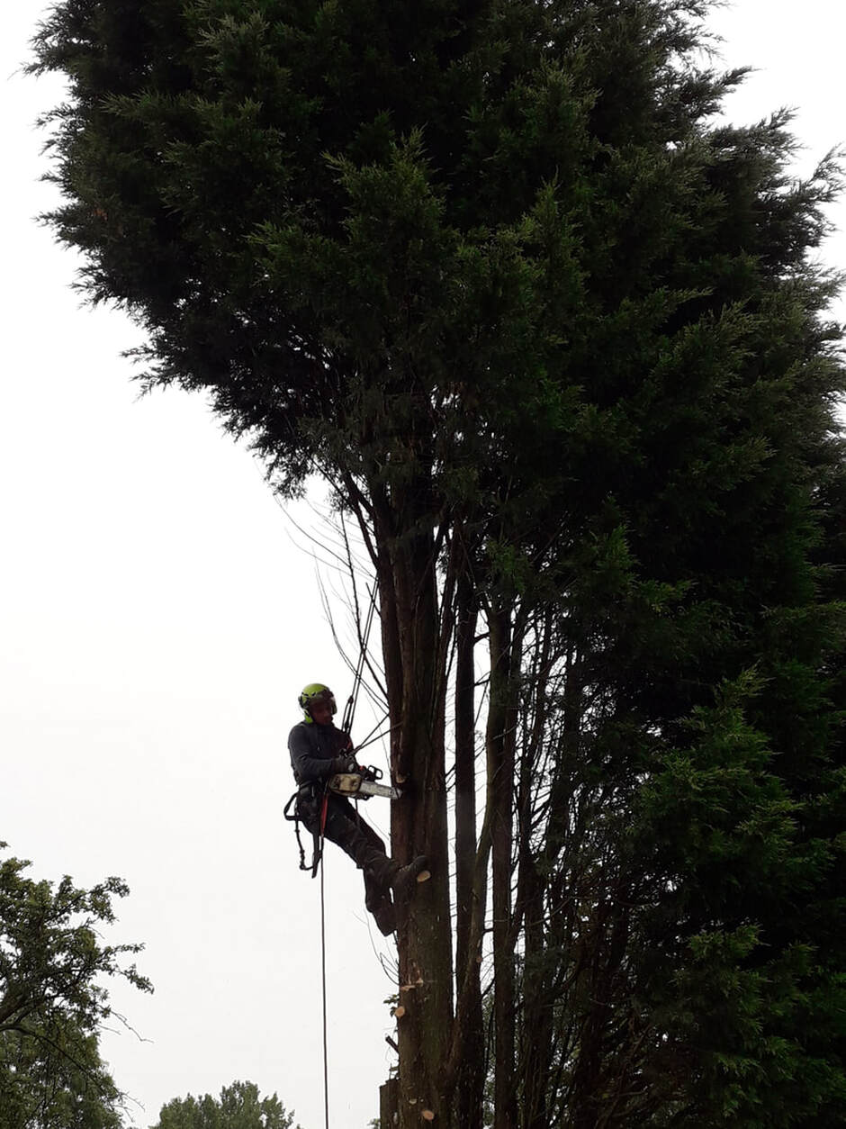 Tree Felling in Westhoughton, Bolton