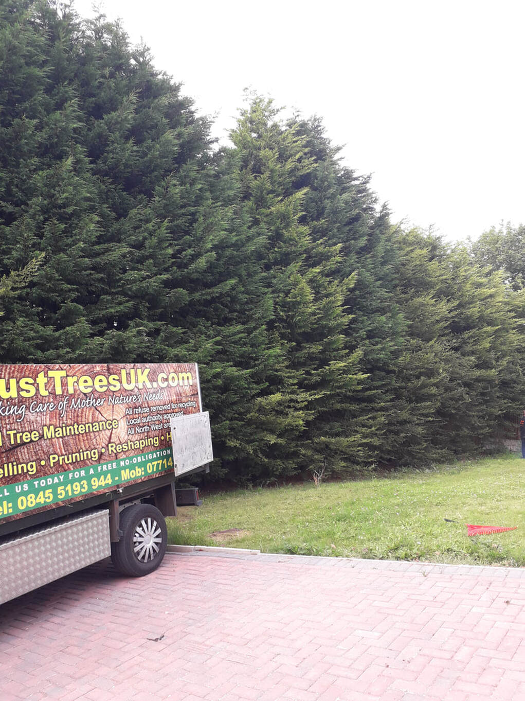 Very Large Conifer Hedge Reduced in Bolton