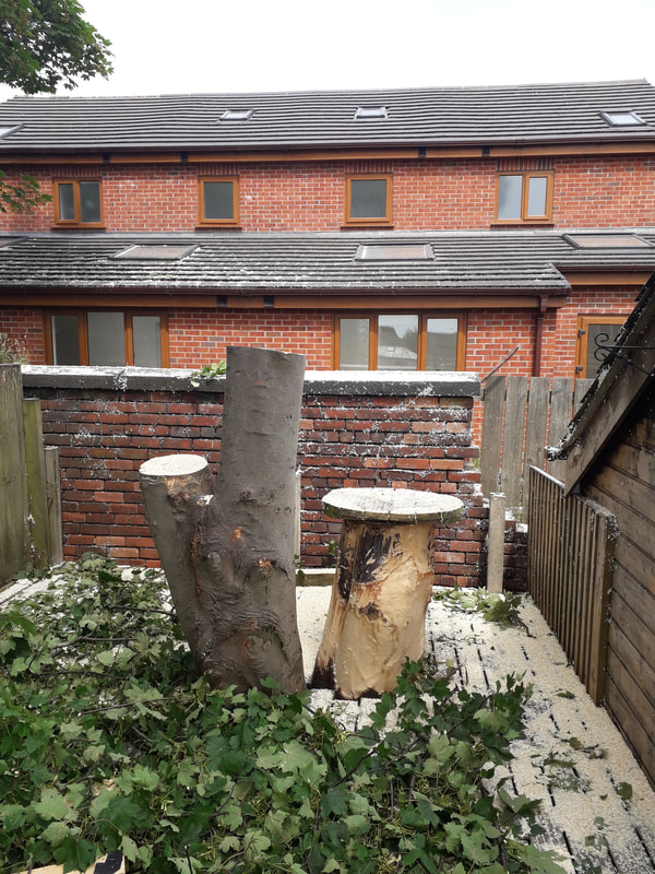 Removal of Large Tree in Chorley