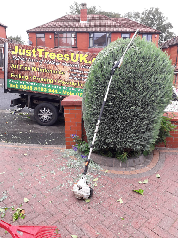 Small Conifers Trimmed in Bolton