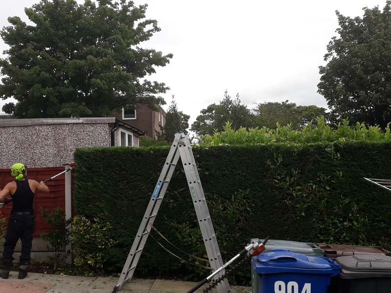 Small hedge Reduction in Bolton