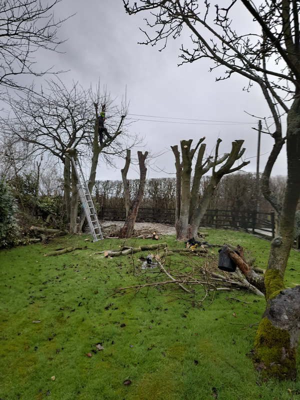 Sycamore Reduction in Bolton