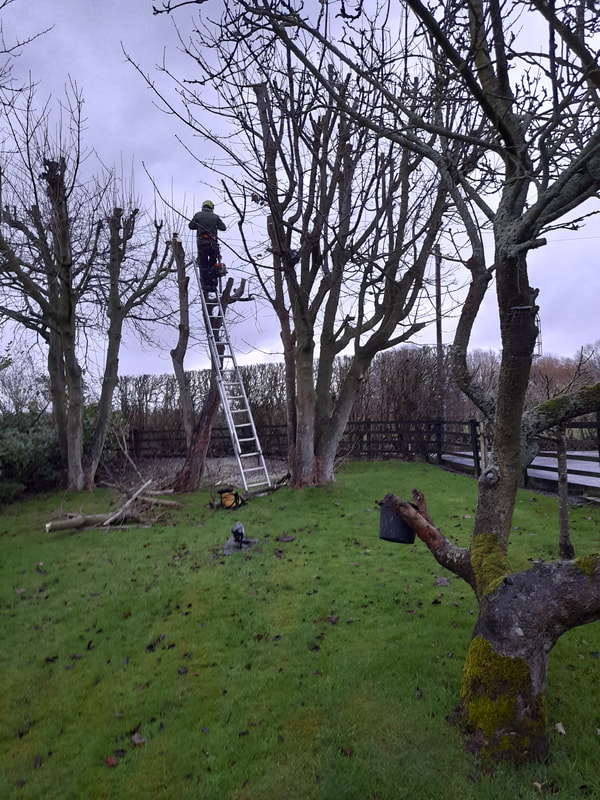 Sycamore Reduction in Westhoughton, Bolton