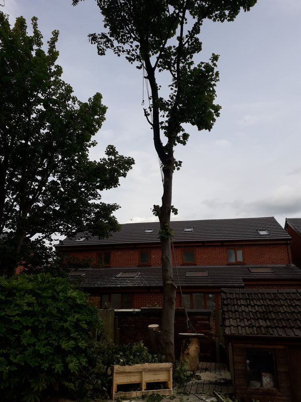 Tree Removal in Chorley