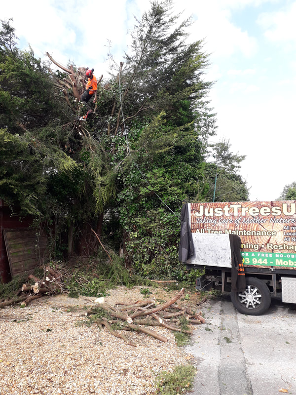 Very large Conifer removed Bolton