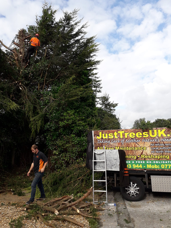 Very Large Conifer removed in Bolton